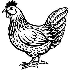    chicken vector illustration
