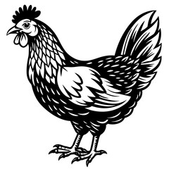    chicken vector illustration
