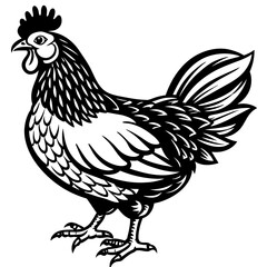    chicken vector illustration
