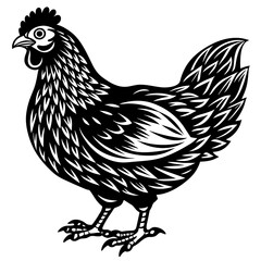    chicken vector illustration
