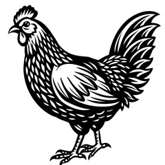    chicken vector illustration
