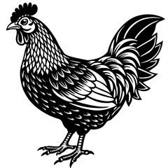    chicken vector illustration
