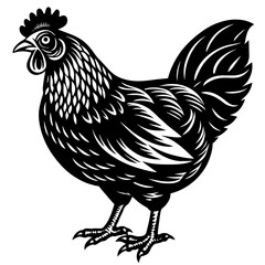    chicken vector illustration
