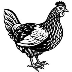    chicken vector illustration
