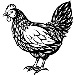    chicken vector illustration
