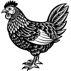    chicken vector illustration

