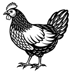    chicken vector illustration
