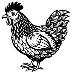    chicken vector illustration
