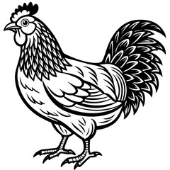    chicken vector illustration
