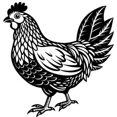    chicken vector illustration
