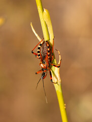 Thread-legged bug (Rhynocoris iracundus) in natural habitat