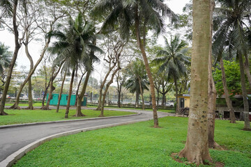 palm trees in the park - obrazy, fototapety, plakaty