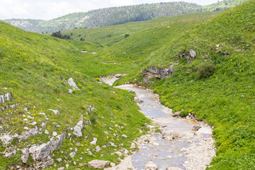 Walking on the subalpine at the beginning of the summer season, the period of exuberant flowering...