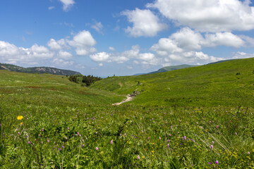 Walking on the subalpine at the beginning of the summer season, the period of exuberant flowering...