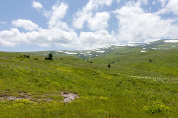 Walking on the subalpine at the beginning of the summer season, the period of exuberant flowering...