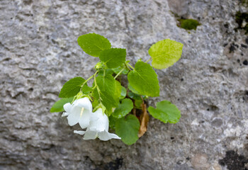 a white flower growing on rocks in a mountainous area at the end of summer.