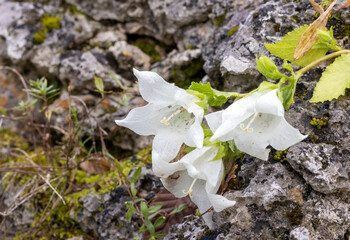 a white flower growing on rocks in a mountainous area at the end of summer.