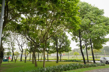 Naklejka premium trees in the park