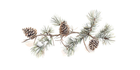 Fototapeta premium Pine cones and pine branches on a white background