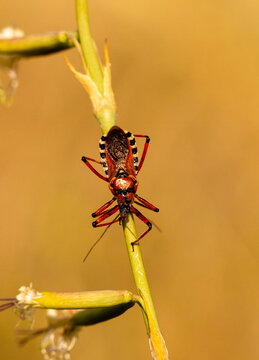 Thread-legged bug (Rhynocoris iracundus) in natural habitat
