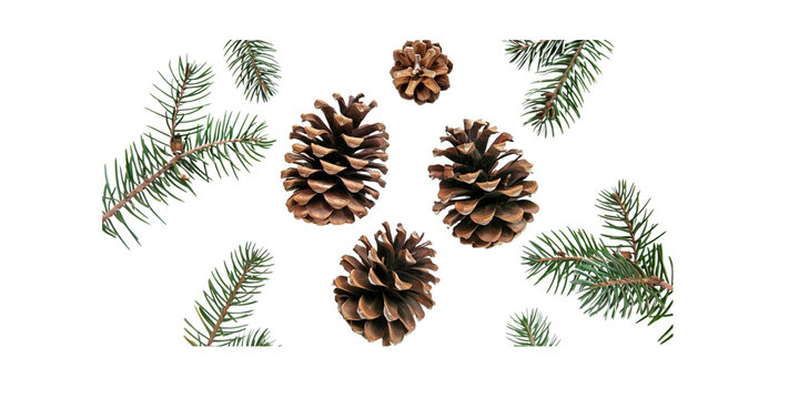 Pine cones and pine branches on a white background