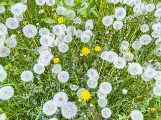 background of spring meadow with fluffy white dandelions flowers. - 779367036
