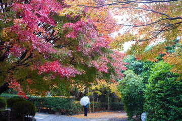 日本の京都右京区にある龍安寺境内の雨の日の美しい紅葉