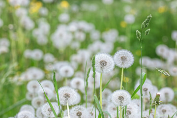 fluffy dandelions flowers against blurred green grass background.