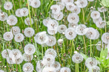 dandelions with downy seed heads on a meadow in spring day. natural background.