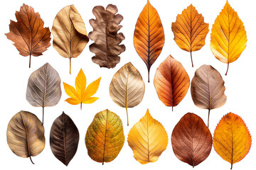 Fototapeta premium Autumn leaves of various shapes on a transparent background