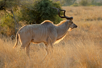 Backlit male kudu antelope (Tragelaphus strepsiceros), Kruger National Park, South Africa.