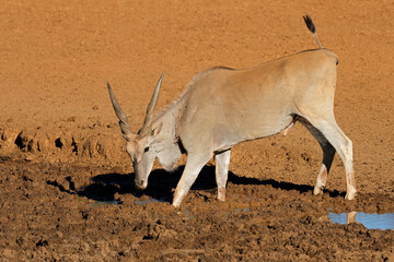 A male eland antelope (Tragelaphus oryx) drinking at a muddy waterhole, Mokala National Park, South Africa.