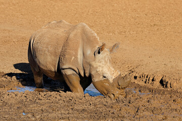 A white rhinoceros (Ceratotherium simum) drinking at a muddy waterhole, Mokala National Park, South Africa.