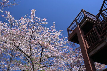 筆山公園　展望台と桜　（高知県　高知市）