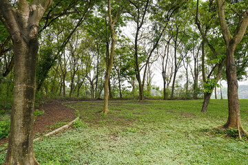 trees in the park