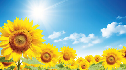 Obraz premium sunflowers in the field.