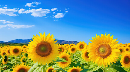 Obraz premium sunflowers in the field.