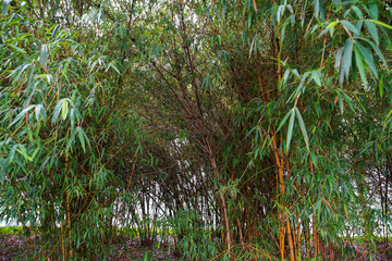 bamboo trees in the park