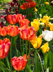 orange red yellow white tulips in the flower bed of the ornamental garden in spring