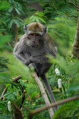 Macaca fascicularis (Monyet kra, kera ekor panjang, monyet ekor panjang, long-tailed macaque, monyet pemakan kepiting, crab-eating monkey) on the tree.