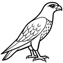 falcon line art vector