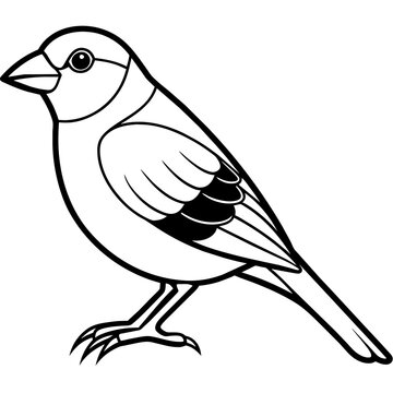 recommend clip art: finch line art vector