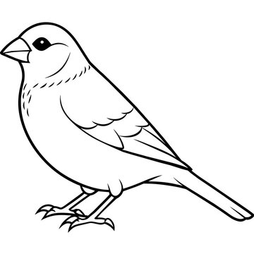 recommend clip art: finch line art vector