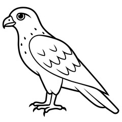 hawk line art vector