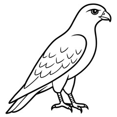 hawk line art vector