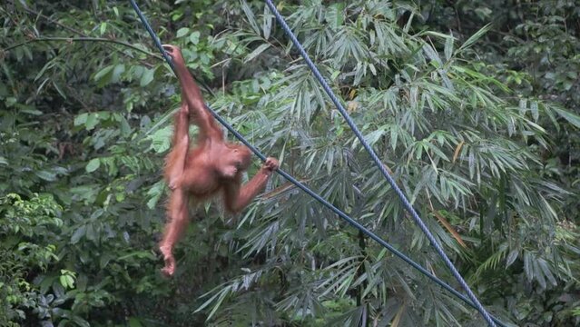 A juvenile orangutan hanging on a rope and feeding on a banana. The suspension ropes were created for the orang utans to reach their feeding station in Sarawak, Malaysia orangutan conservation center