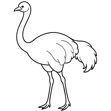 recommend clip art: ostrich line art vector
