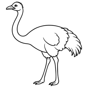 recommend clip art: ostrich line art vector