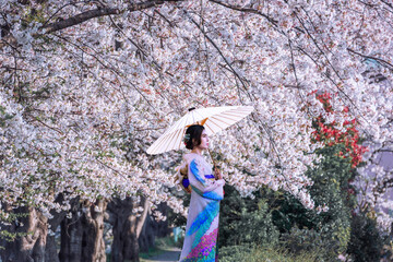 woman in yukata (kimono dress) holding umbrella and looking cherry blossom blooming in the garden. - 779374889