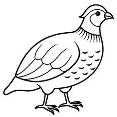 quail line art vector